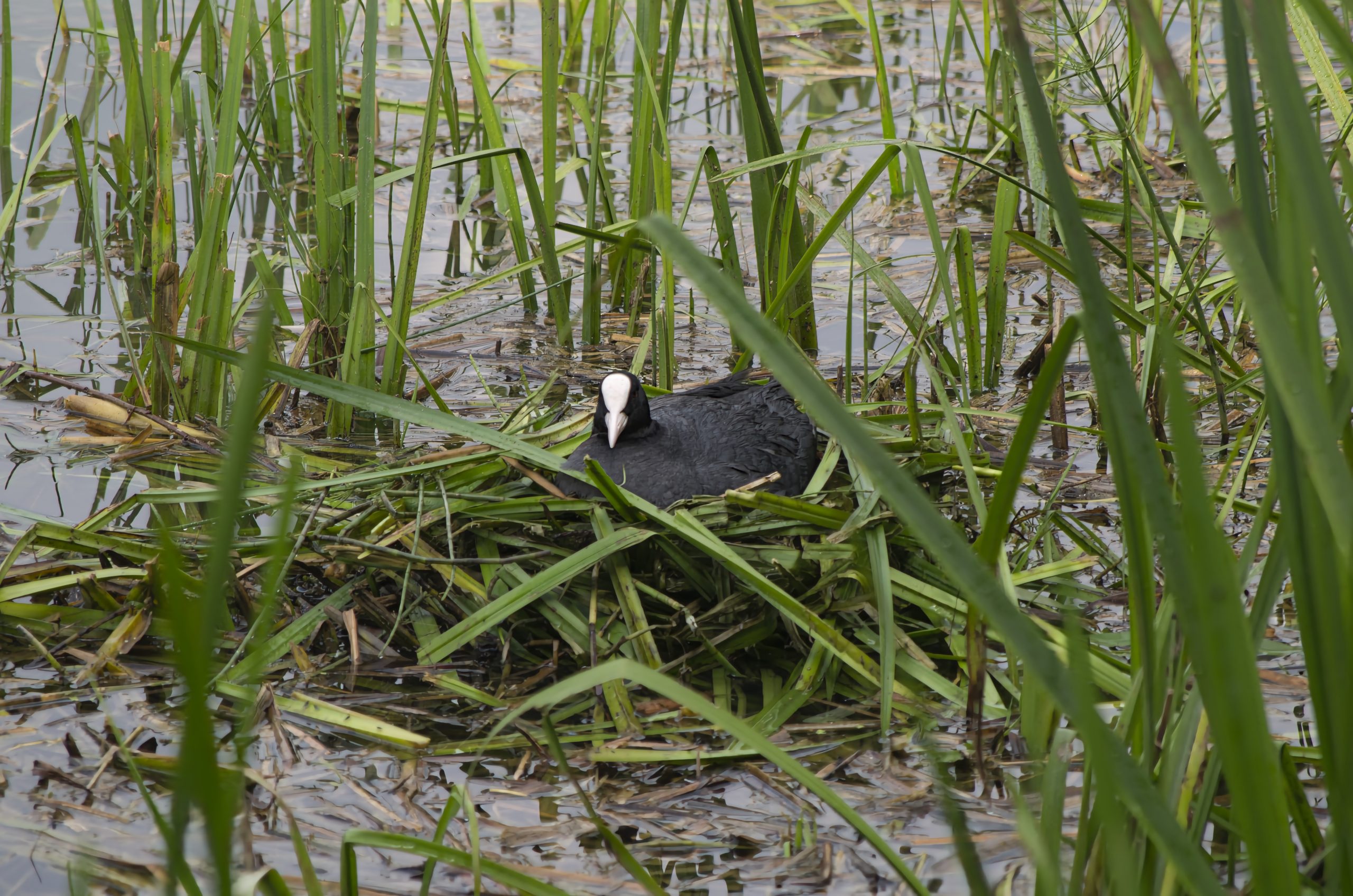 Poule d'eau