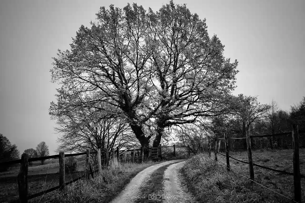 photo noir et blanc