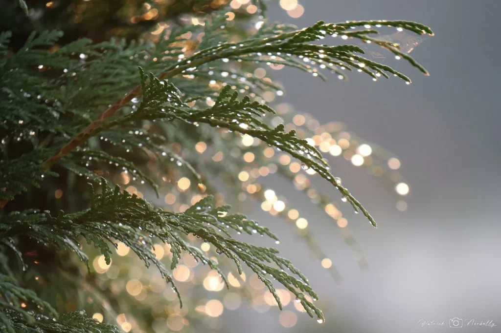 photos avec bokeh