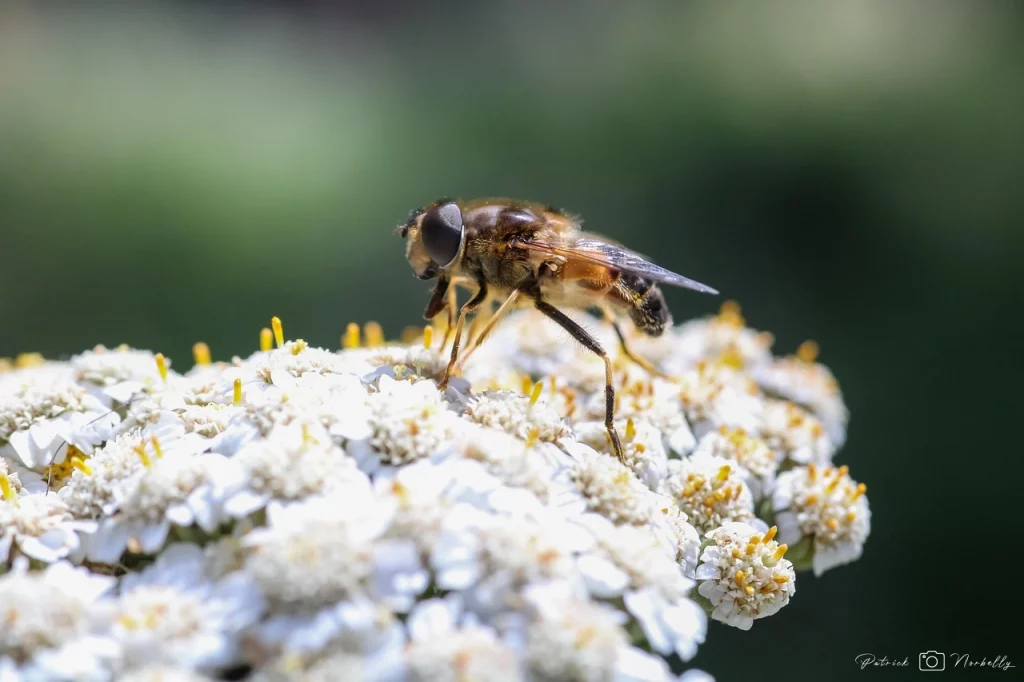 photos avec bokeh