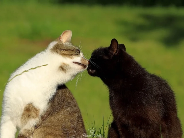 Les animaux domestiques 1