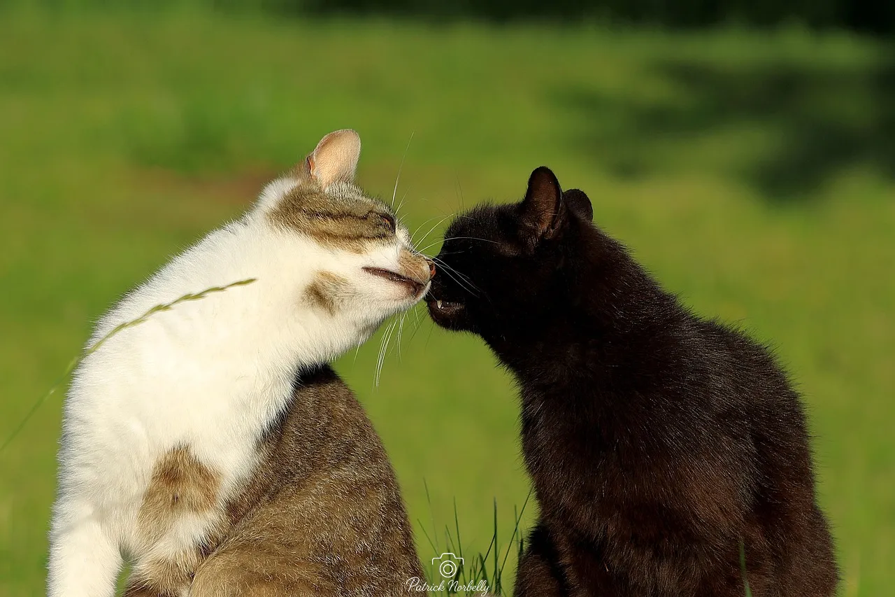 Les animaux domestiques 1