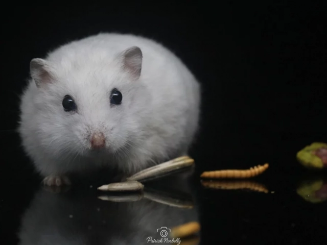 Les animaux domestiques 2