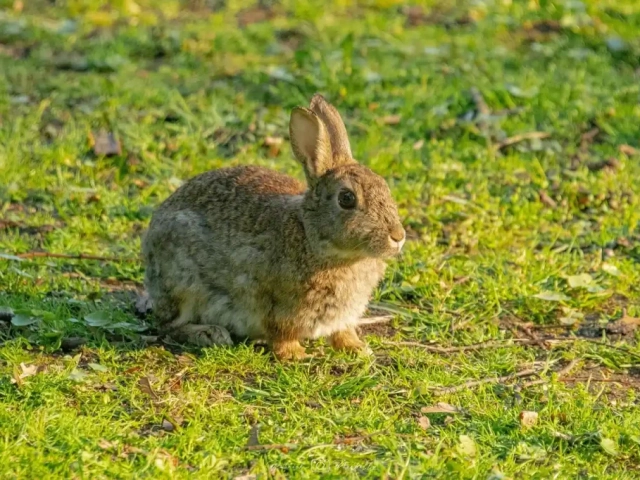 Photo animaliere 1