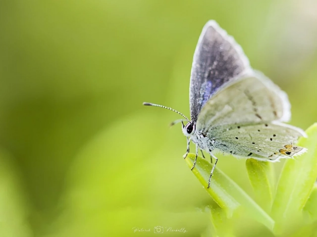 Photo animaliere