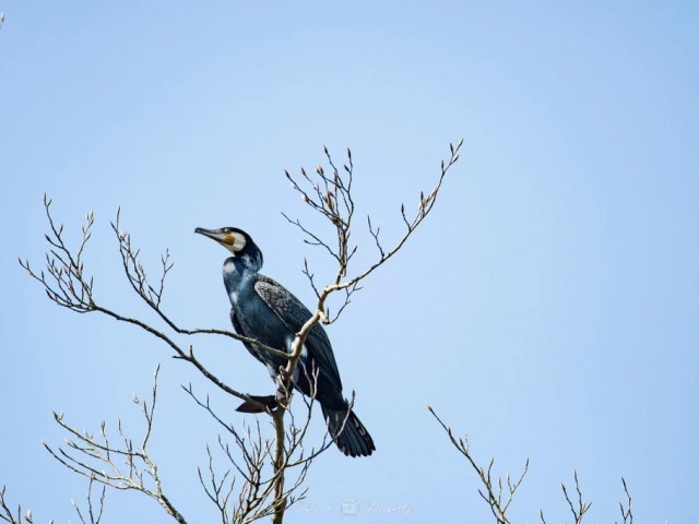 Photo animaliere cormoran