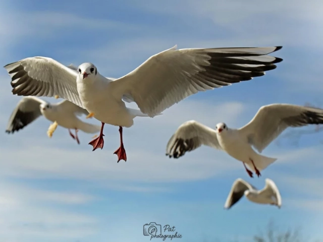 Photographier des oiseaux 1