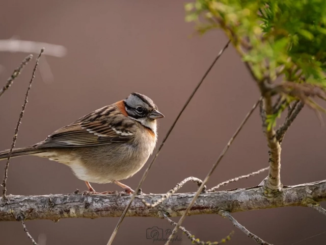 Photographier des oiseaux 2