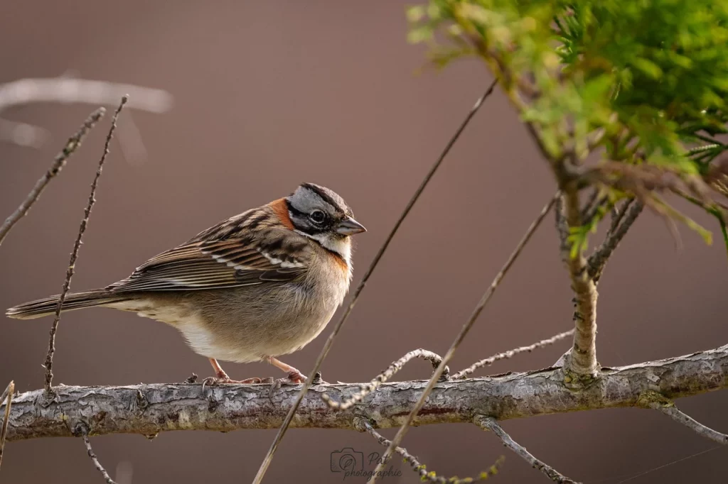 Photographier des oiseaux 2