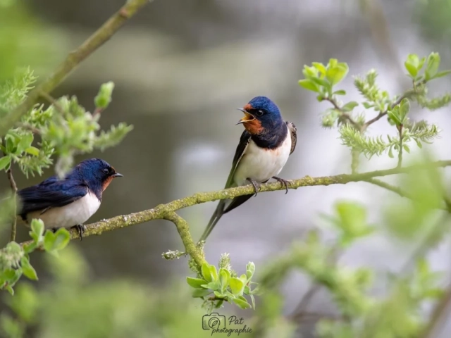 Photographier des oiseaux 3