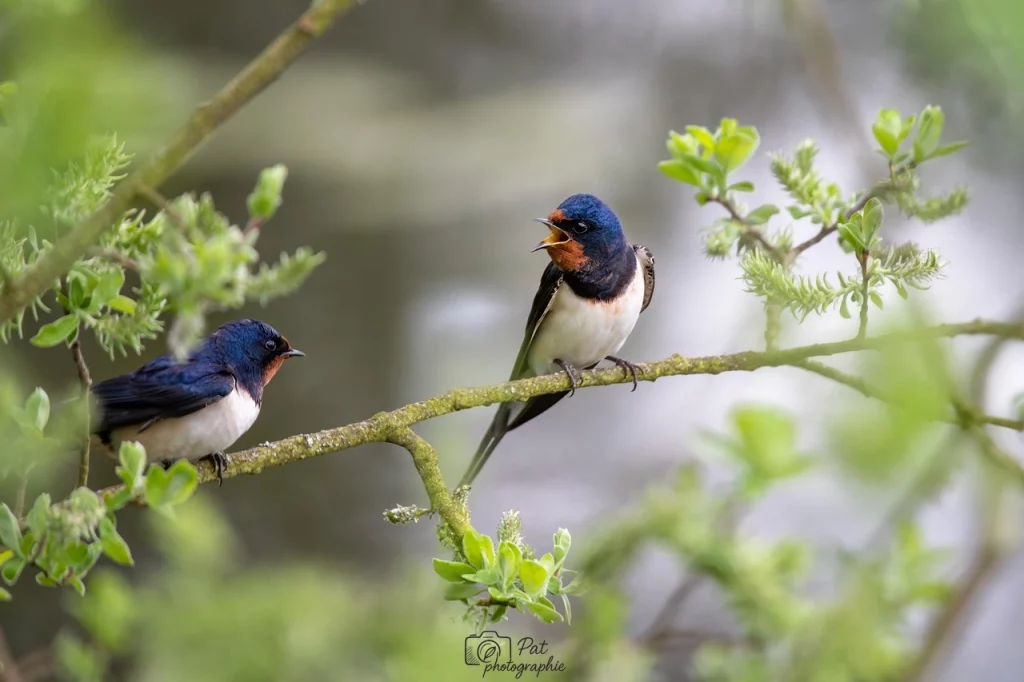 Photographier des oiseaux 3