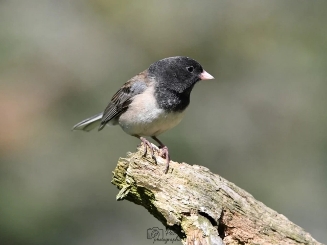 Photographier des oiseaux 4