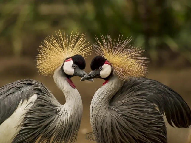 Photographier des oiseaux 6