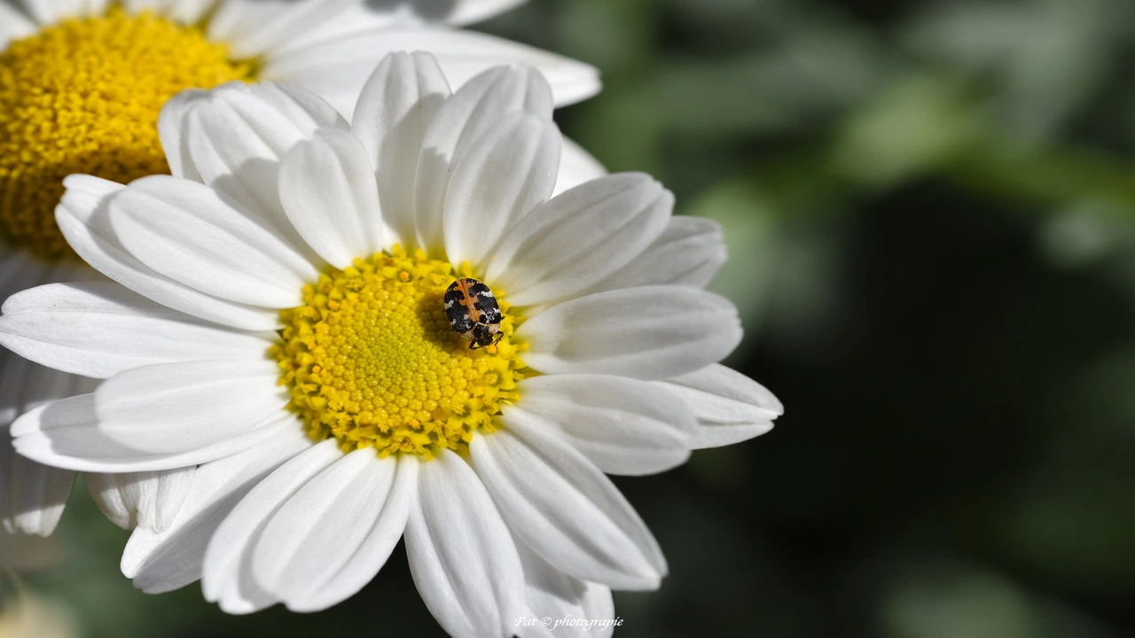 macro photographie 1
