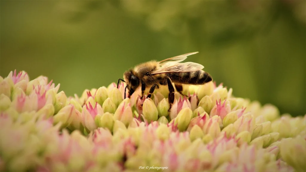 macro photographie