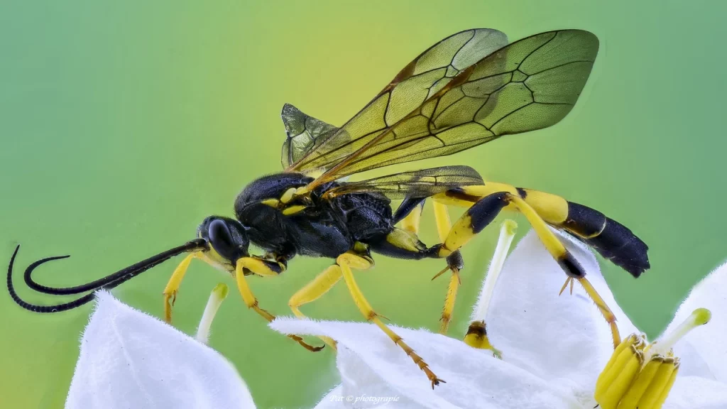 macro photographie 2