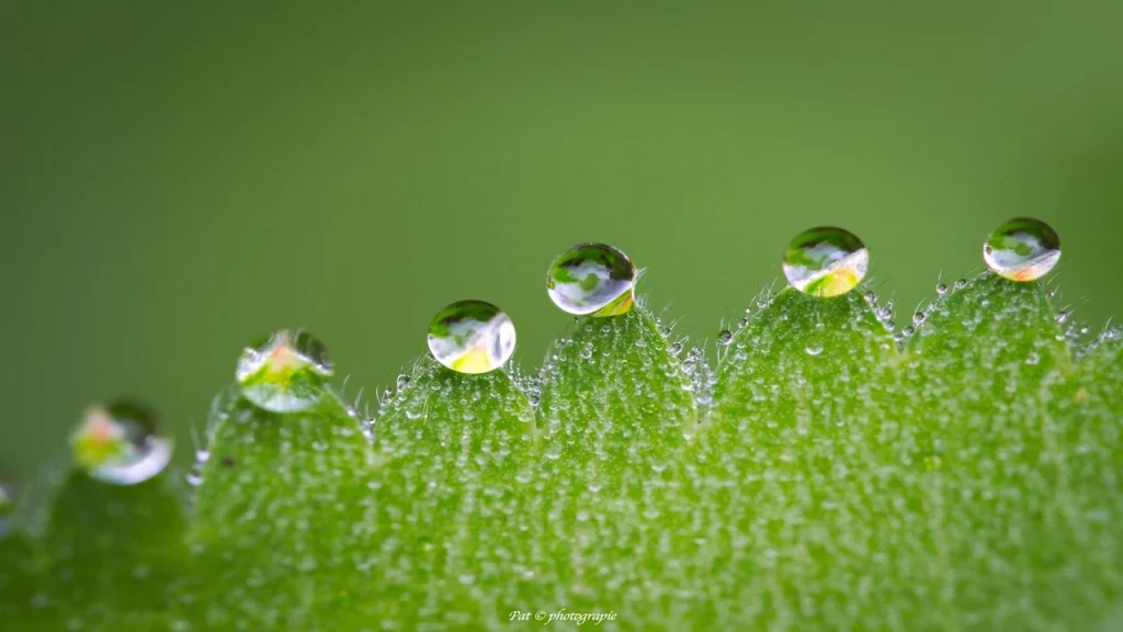 macro photographie 3