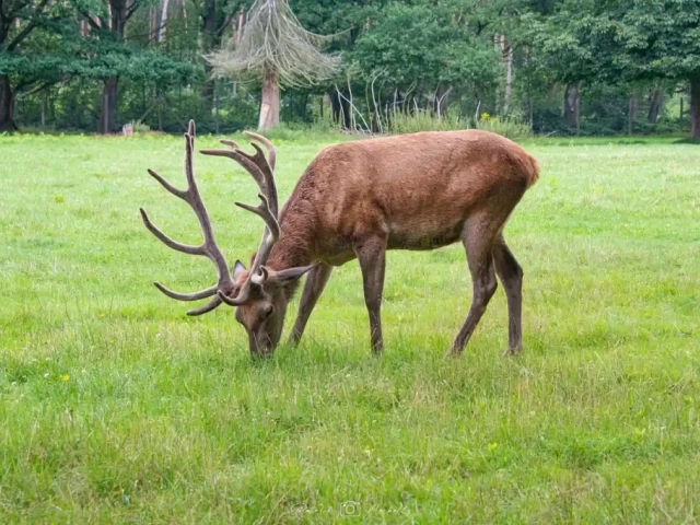 photo animaux cerf