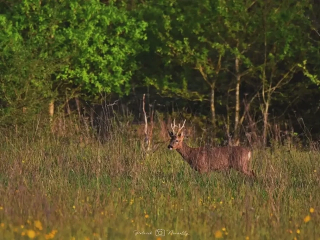 photo animaux chevreuil 1