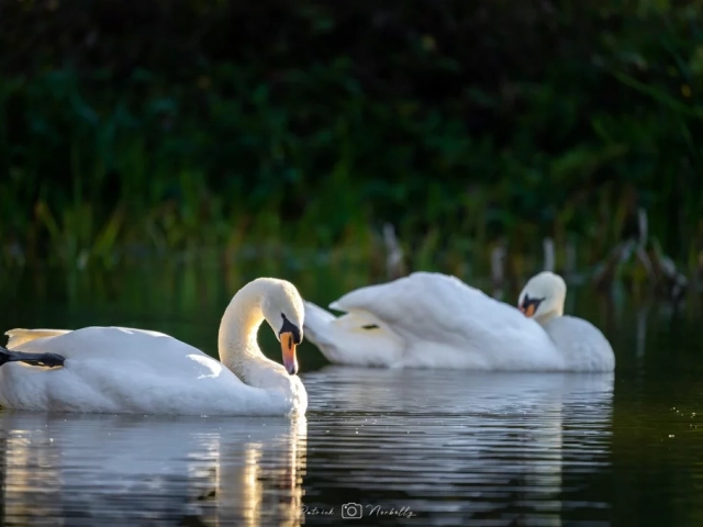 photo animaux oiseaux