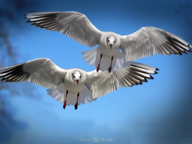 photo animaux oiseaux 2