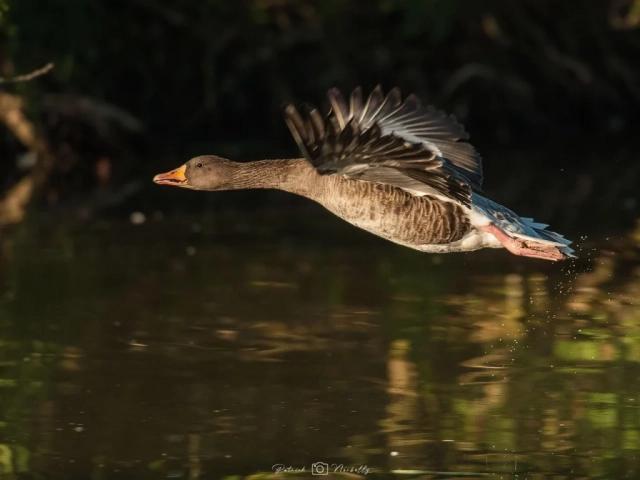 photo animaux oiseaux canard