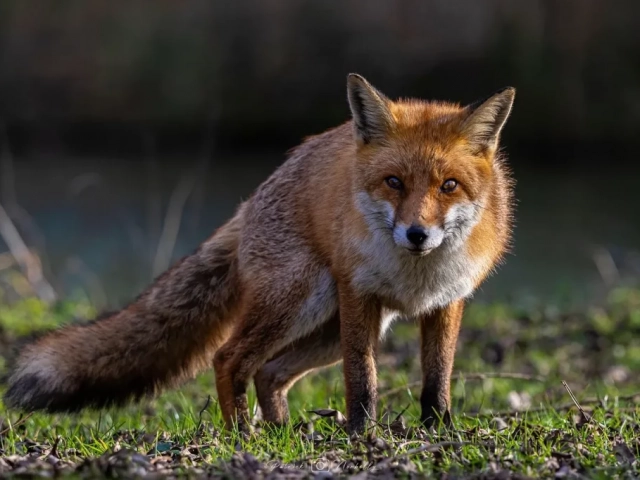 photo animaux renard