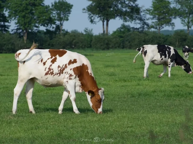 photo animaux vache
