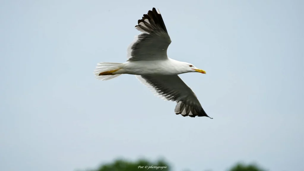 mouette en vol 1