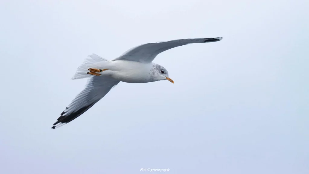 mouette en vol